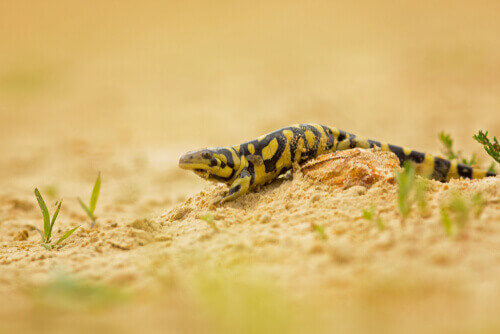 Salamandra tigre.