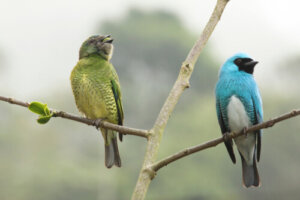 Dimorfismo sessuale: quattro esempi impressionanti