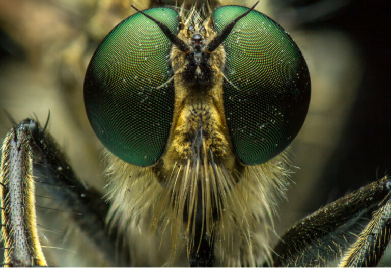 I 10 insetti più rari del pianeta