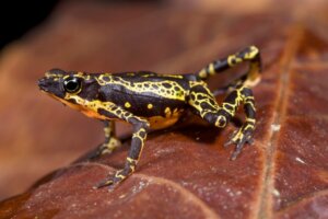 Elenco delle 25 specie perdute: la scienza in corsa contro il tempo