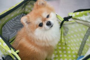 Asilo nido per cani: vantaggi e svantaggi