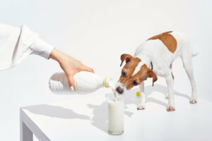 I cani possono bere il latte? Alcuni sì e altri no