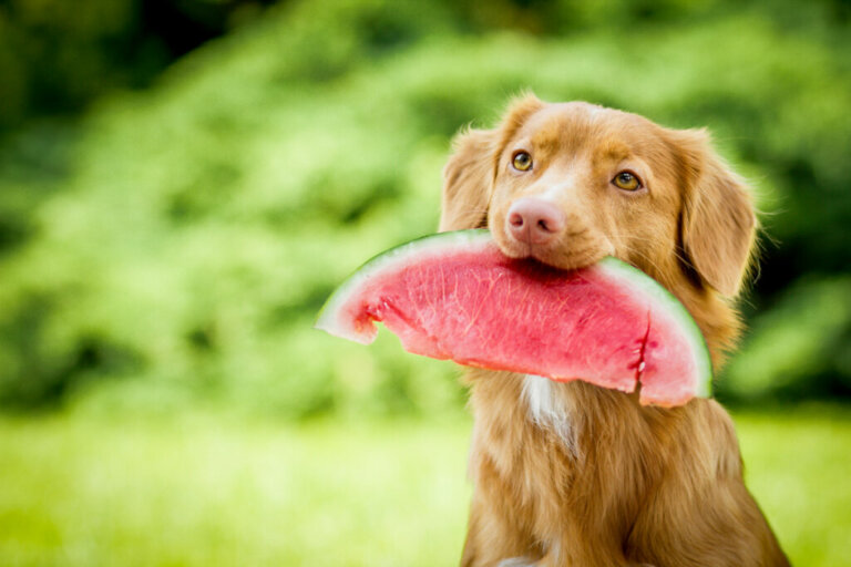 I cani possono mangiare l'anguria? Sì, ma senza esagerare