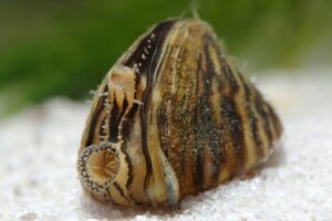 Cozza zebrata: caratteristiche di una specie invasiva
