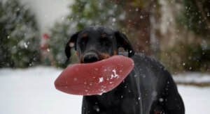 7 giocattoli sconsigliati per i cani: giochiamo in sicurezza!