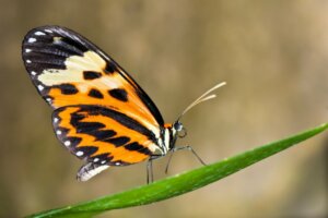 Le farfalle possono cambiare il colore delle loro ali?