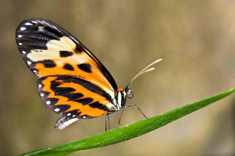 Le farfalle possono cambiare il colore delle loro ali?