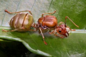 10 tipi di insetti e le loro caratteristiche