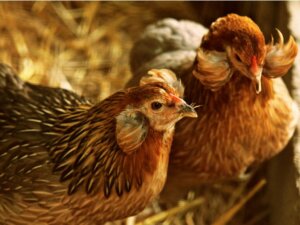 Gallina Araucana: riproduzione, alimentazione e cura