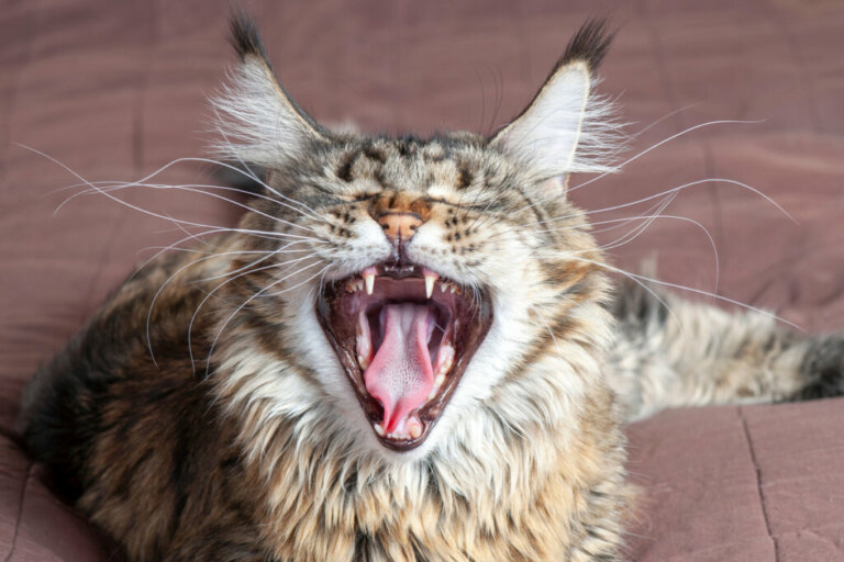 4 miti sui baffi dei gatti: sfatiamoli