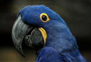 Ara blu: habitat e caratteristiche di un uccello magnifico