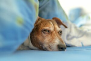 Perché il mio cane dorme con gli occhi aperti?