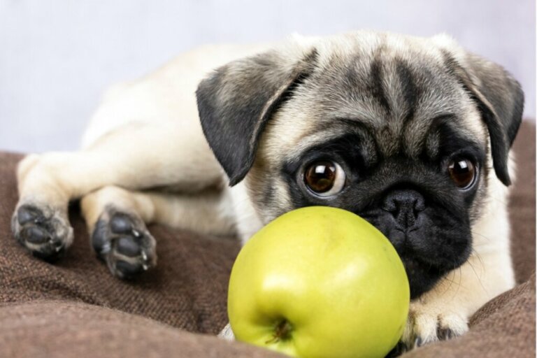 I cani possono mangiare la mela?