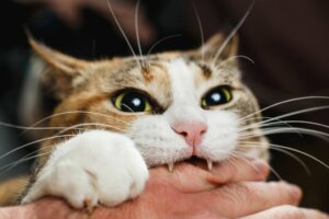 4 consigli per evitare che il tuo gatto ti morda