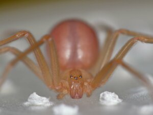 Ragno violino: habitat, caratteristiche e pericolosità