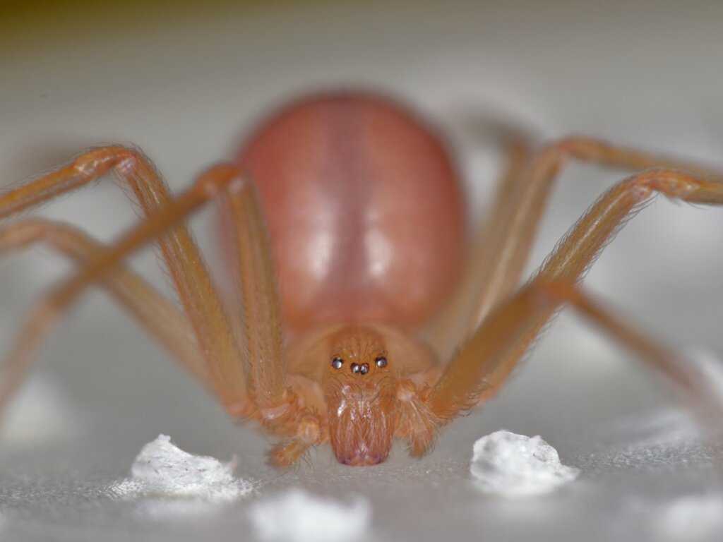 Ragno violino: habitat, caratteristiche e pericolosità