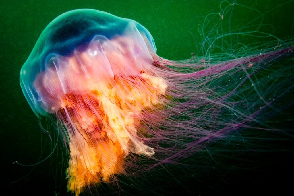 Alla scoperta delle 6 meduse più grandi del mondo