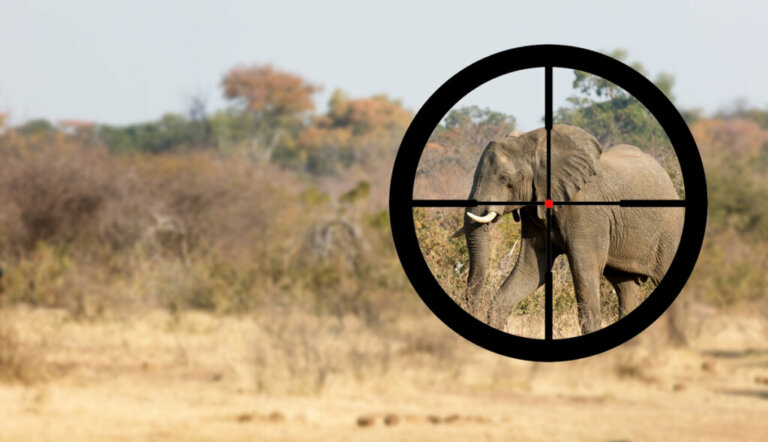 Perché alcuni elefanti hanno le zanne e altri no?