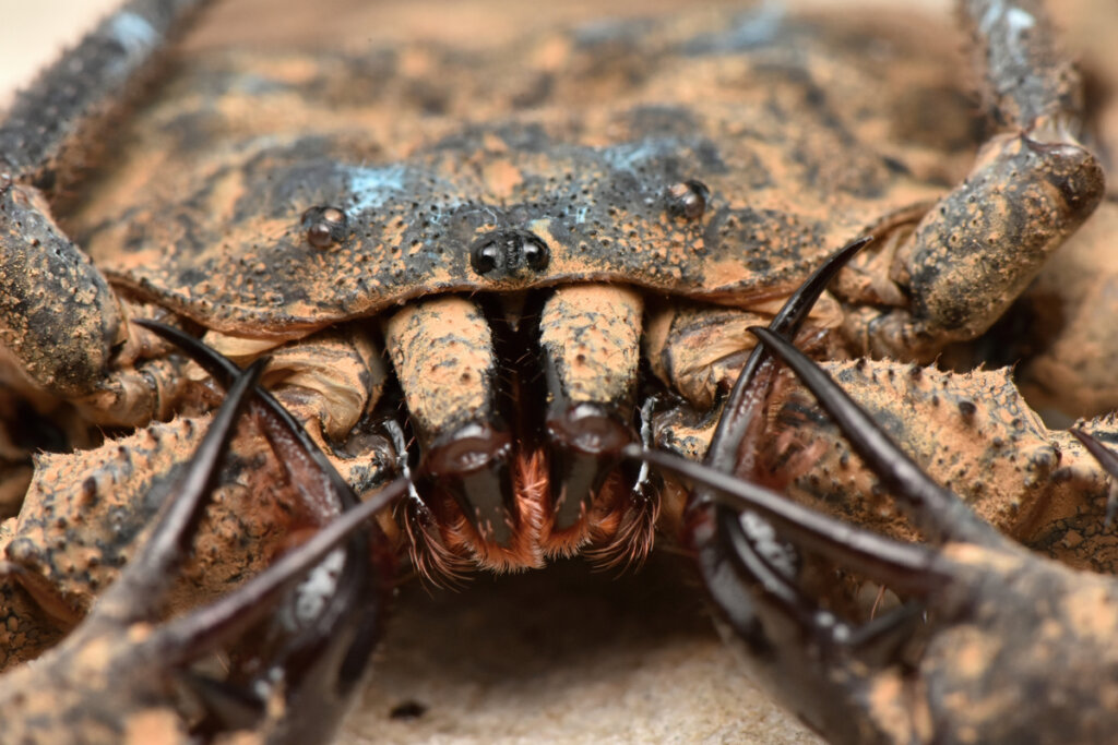 Amblipigi: come controllano i parassiti?