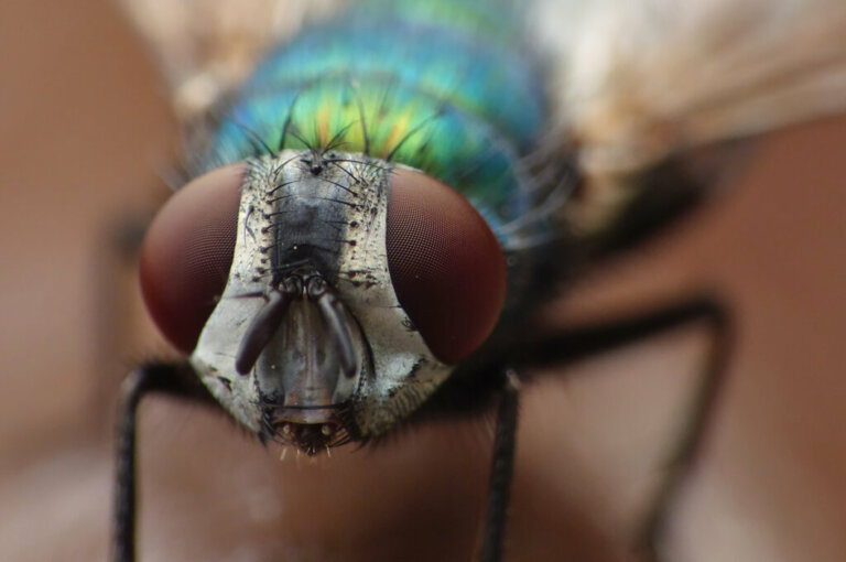 Come vedono le mosche? In modo davvero stupefacente