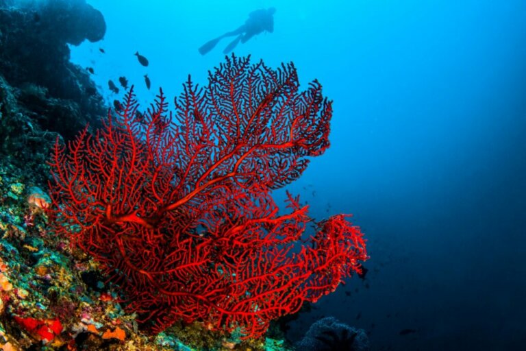 4 tipi di coralli