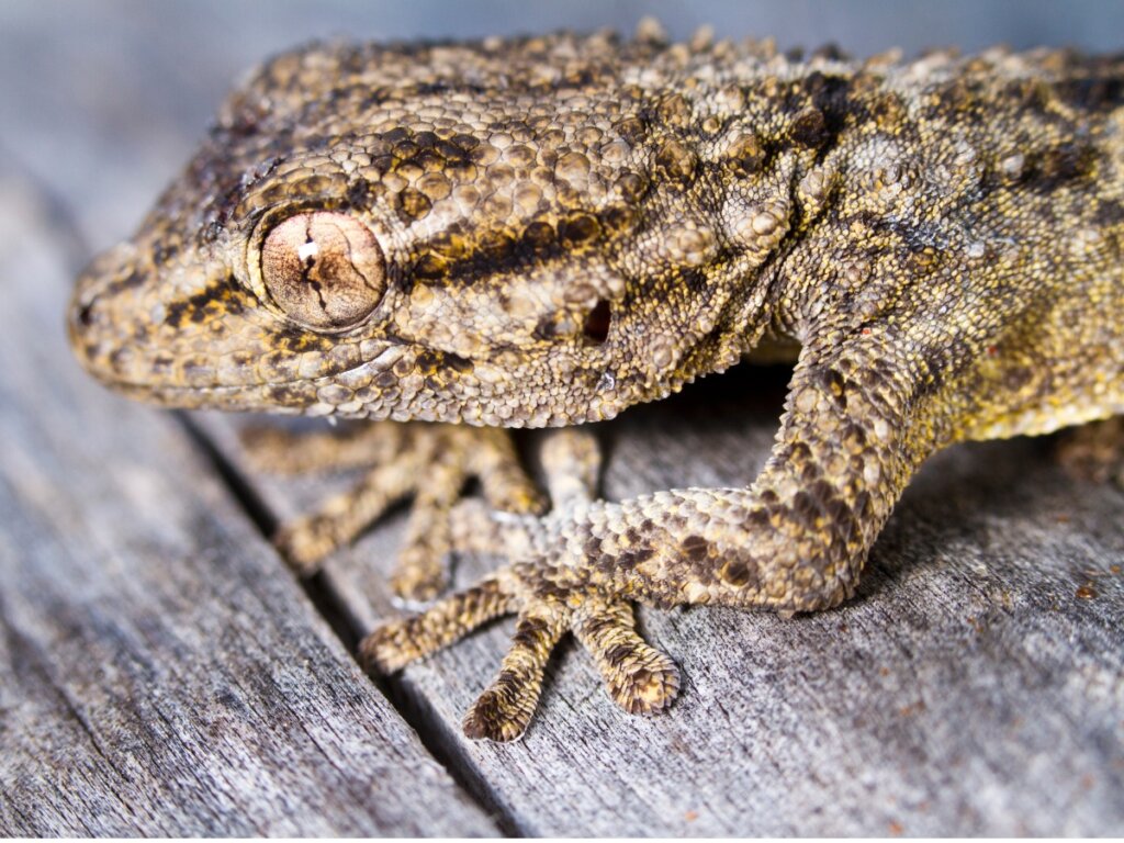 I gechi sono velenosi?