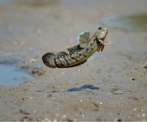 7 pesci che respirano fuori dall'acqua