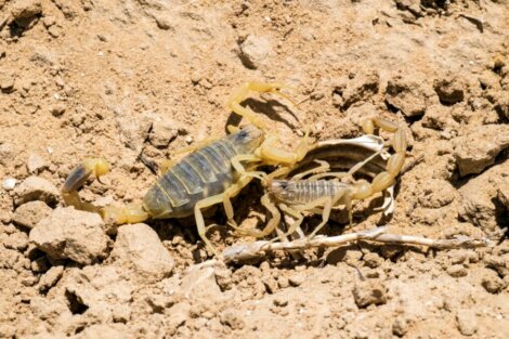 Scorpione giallo: uno dei più velenosi al mondo