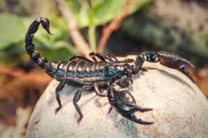 Cosa mangiano gli scorpioni e come cacciano?