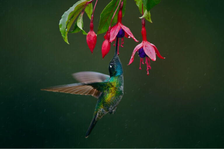 Perché il colibrì svolazza così velocemente?