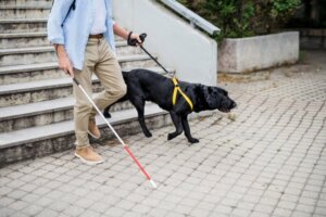 Addestramento del cane guida: come si fa?