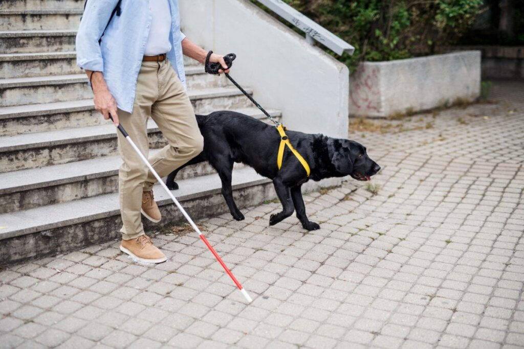 Addestramento Del Cane Guida: Come Si Fa? | I Miei Animali