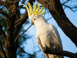 Il comportamento dei Cacatua