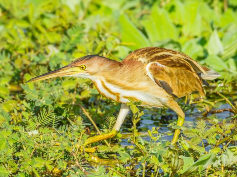 Tarabuso: habitat e caratteristiche di uccello dei luoghi umidi