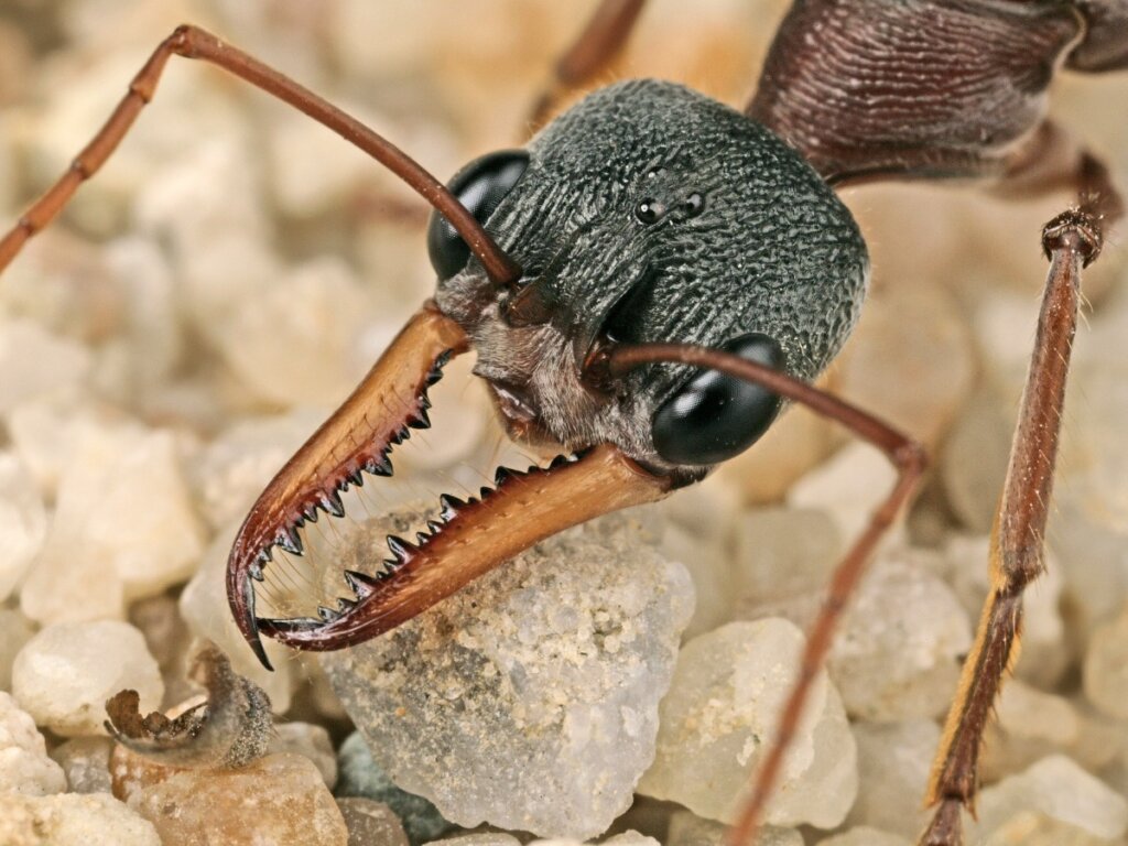 Perché le formiche sono così importanti negli ecosistemi?