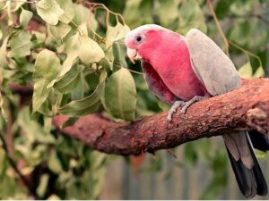 Cacatua rosa: habitat e caratteristiche