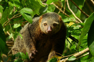 Perché non tutti gli animali possono essere addomesticati?