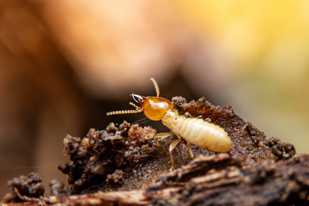 10 insetti che mangiano il legno