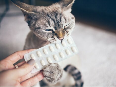 Antistaminici per gatti: dosaggio ed effetti collaterali