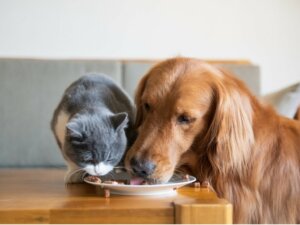FEDIAF presenta le nuove linee guida nutrizionali per cani e gatti