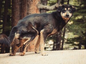 Come prendersi cura di un cane malnutrito