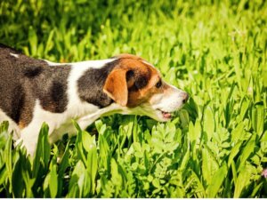 Vomito verde nel cane: quando si verifica e perché
