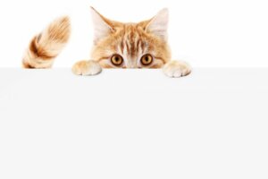 Perché il mio gatto si insegue la coda?