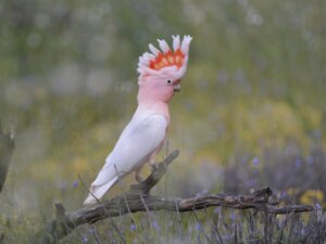 Cacatua Inca: habitat e caratteristiche