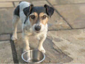 10 sintomi di malnutrizione nei cani