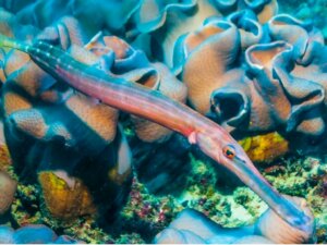 Pesce trombetta: habitat e caratteristiche