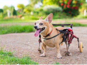 Ortopedia per cani: tutto quello che c'è da sapere