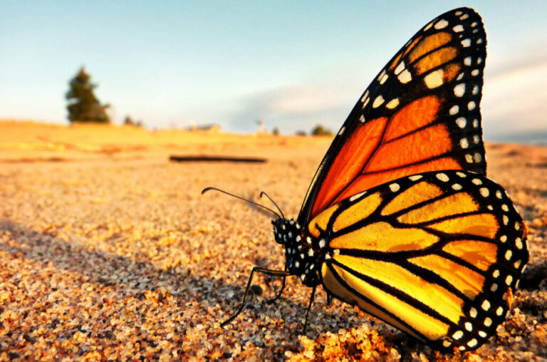 La farfalla monarca è in pericolo di estinzione