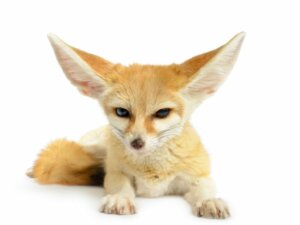 Perché non dovresti tenere animali selvatici come animali domestici?