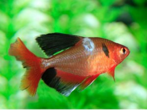 I funghi nei pesci: tipi, sintomi e cure